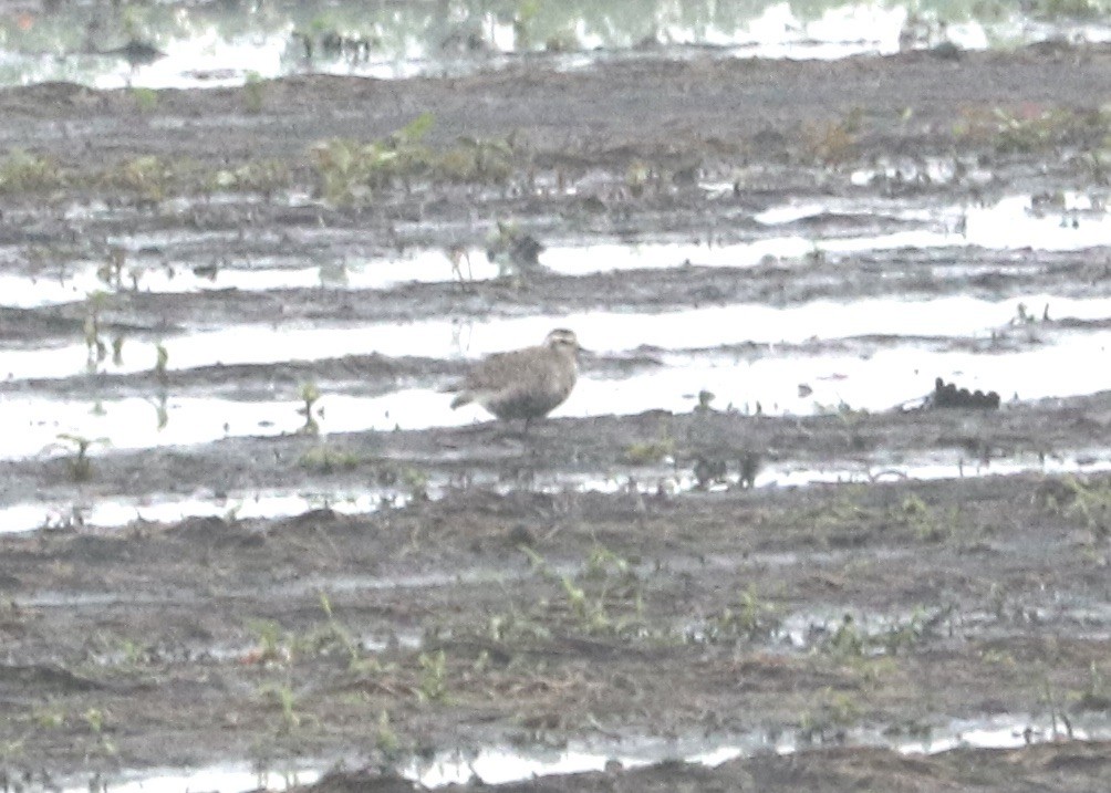 American Golden-Plover - ML607101951