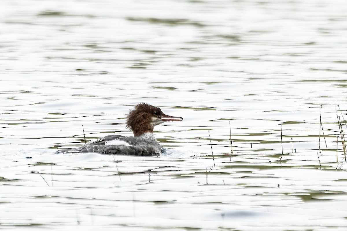 Common Merganser - ML607102131