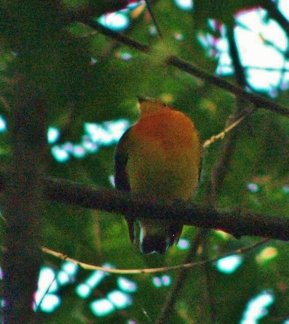 Band-tailed Manakin - ML607103261