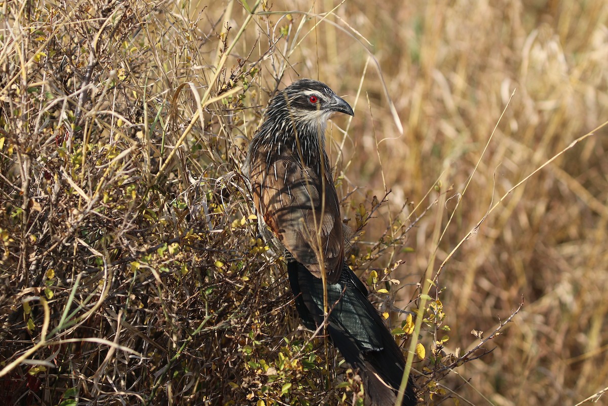 White-browed Coucal - ML607104361