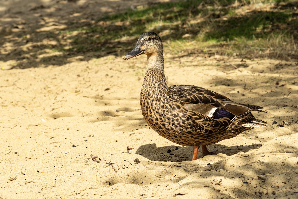 Canard colvert - ML607104371