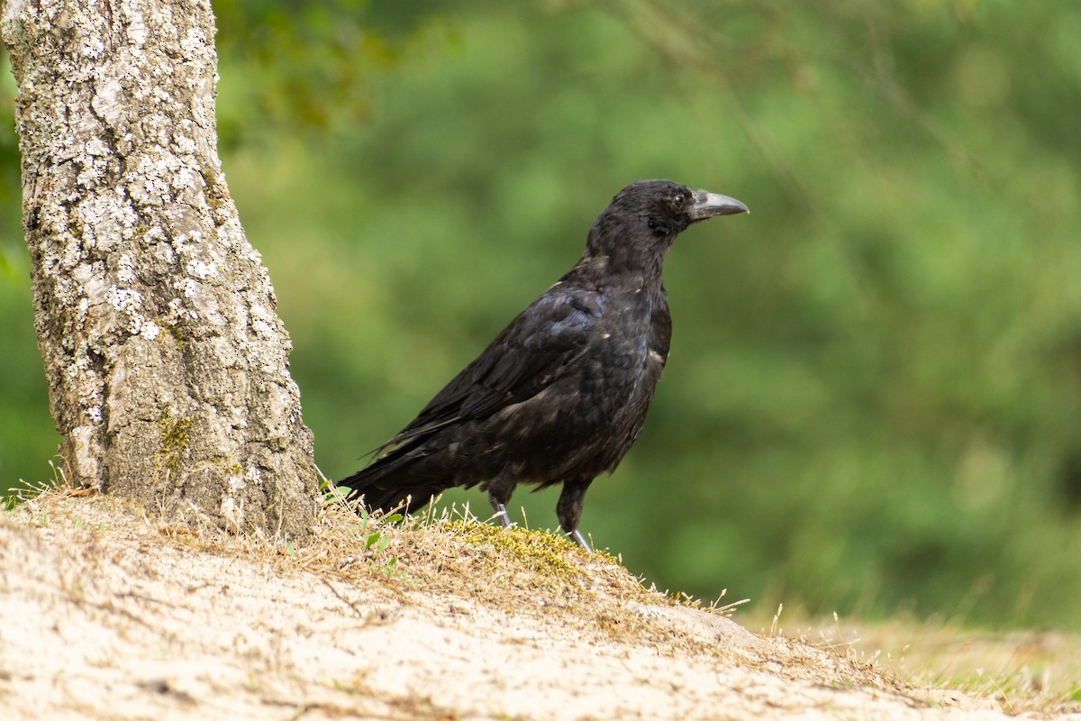 Carrion Crow - ML607104421