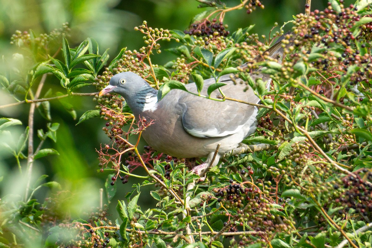 Common Wood-Pigeon - ML607104451