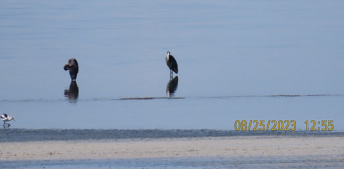 Great Blue Heron - ML607105761