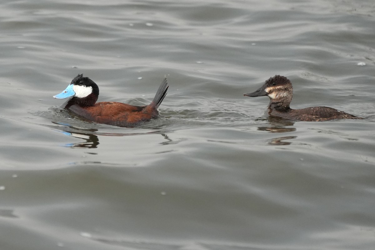 Ruddy Duck - ML607106861