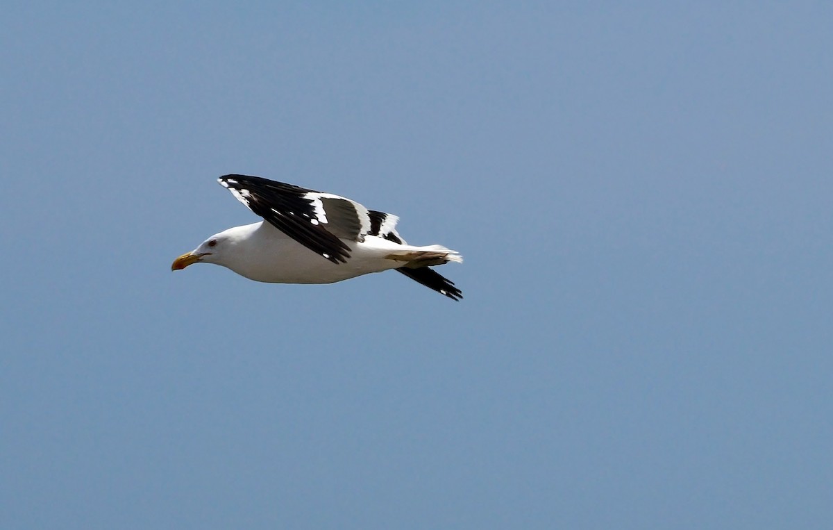 Kelp Gull - ML607107071