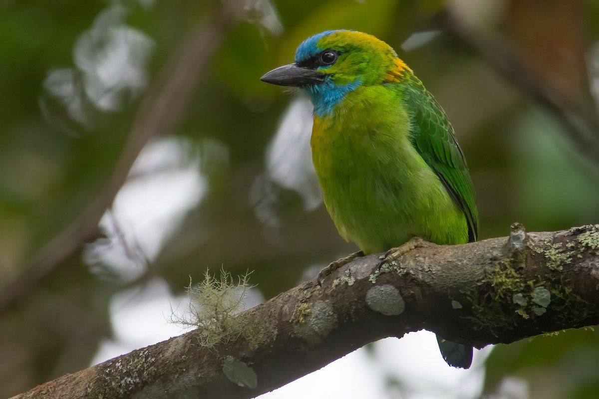 Golden-naped Barbet - ML607107261
