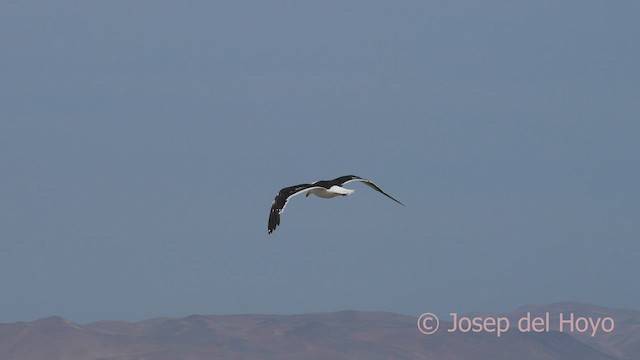 Kelp Gull - ML607108061