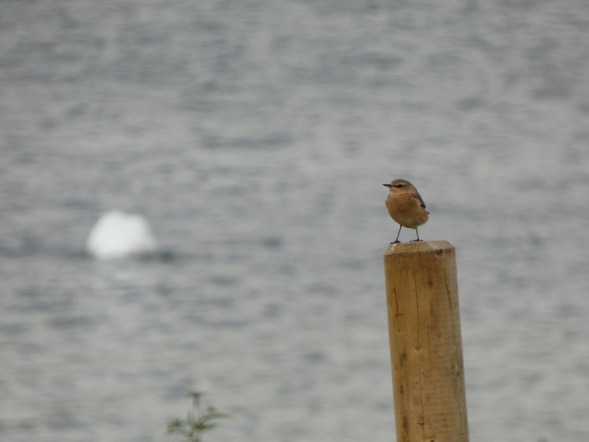 Northern Wheatear - ML607108371