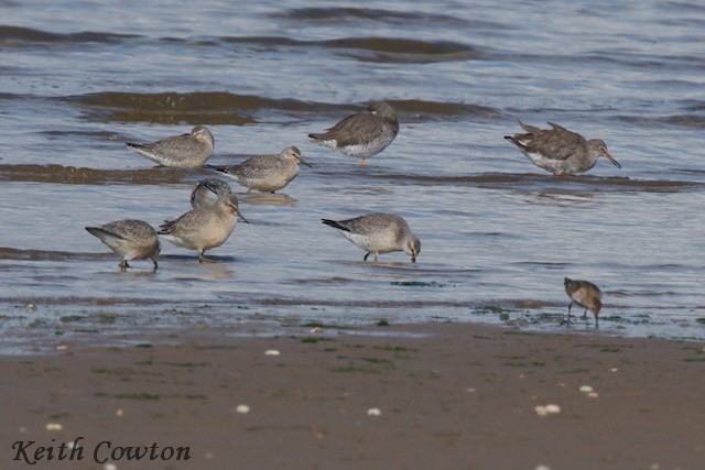 Red Knot - ML607108411