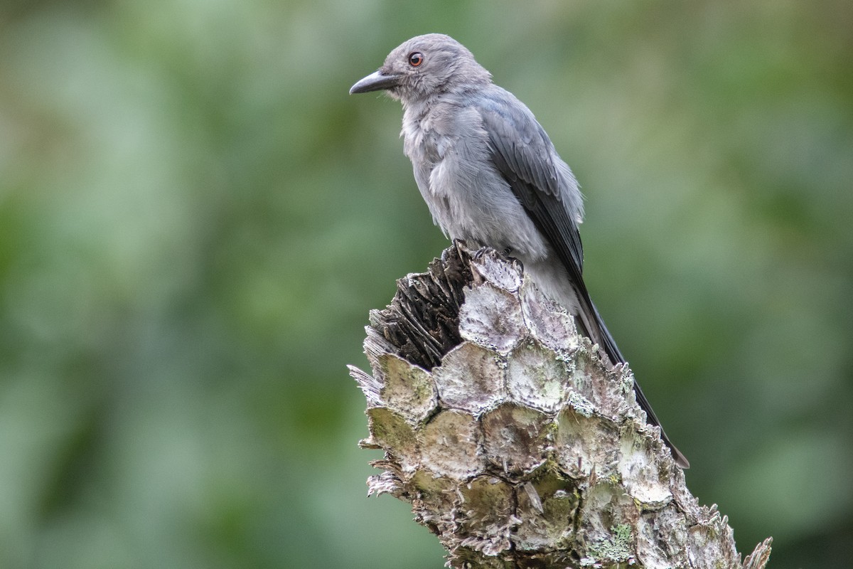 Drongo Cenizo (stigmatops) - ML607108761