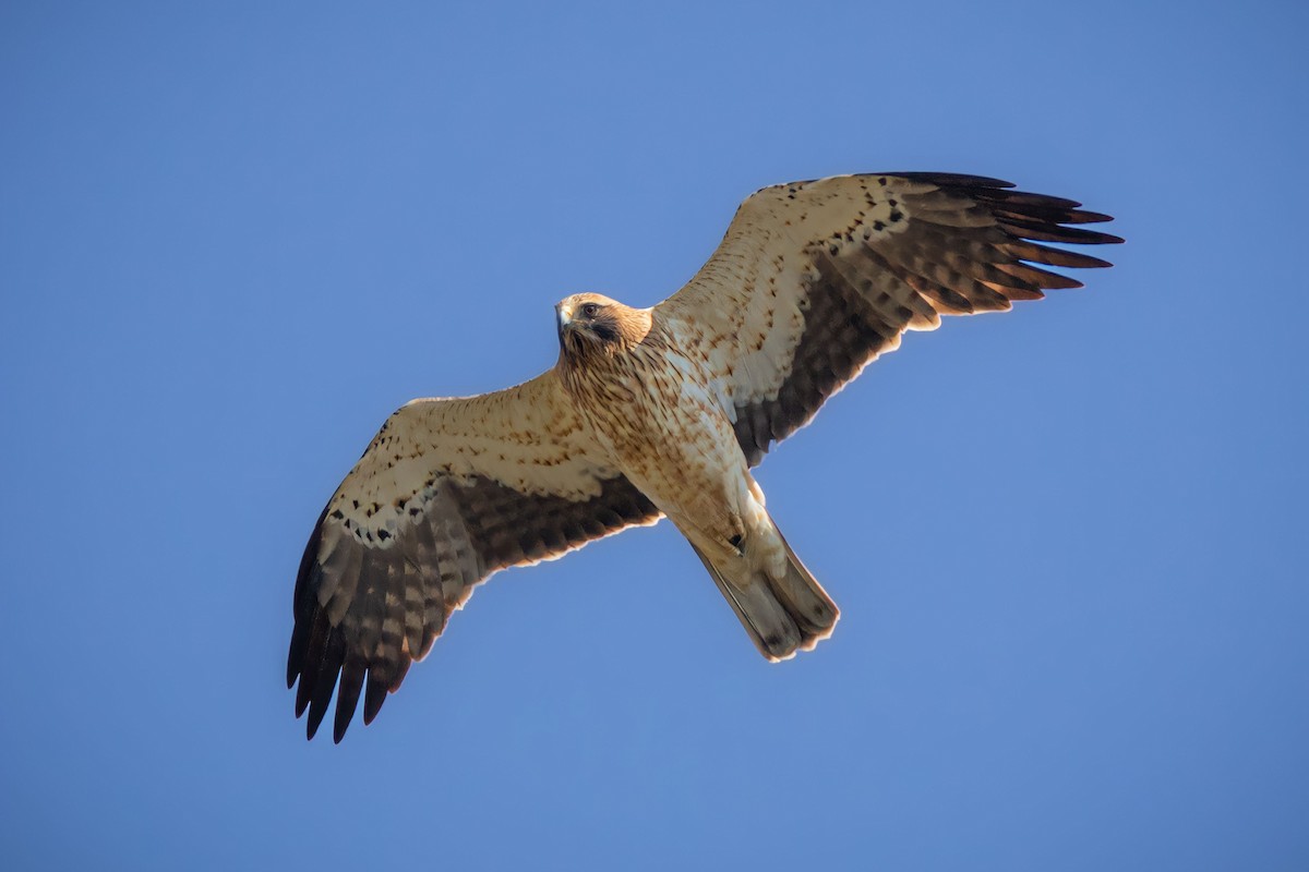 Booted Eagle - Ömer Faruk Durdu