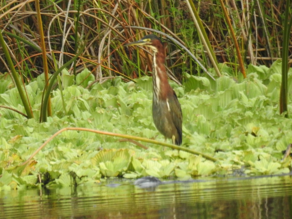 Green Heron - ML607109691