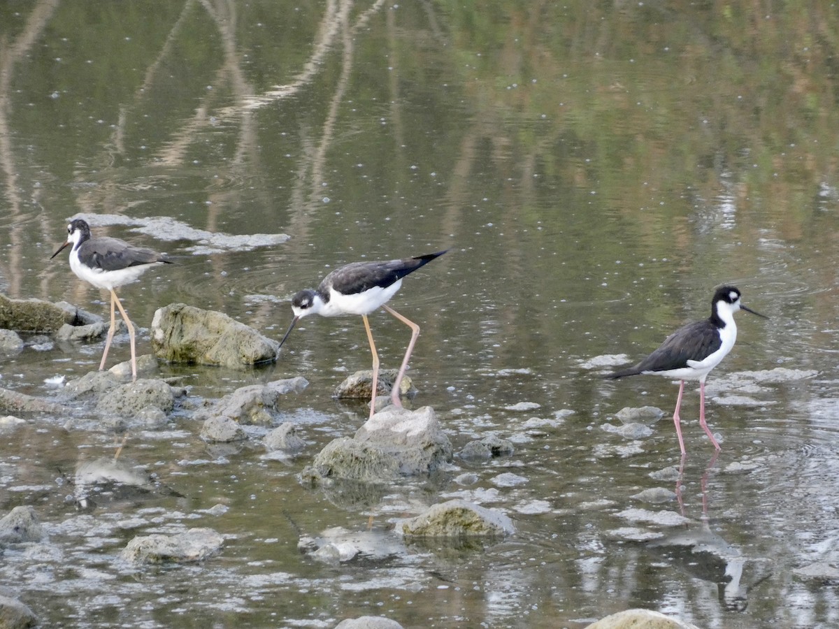 Black-necked Stilt - ML607110331