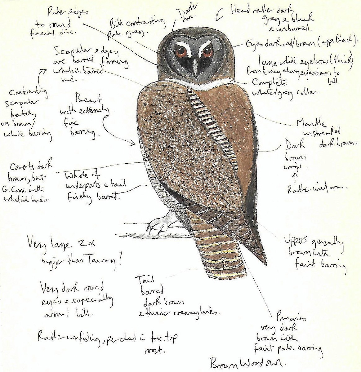 Brown Wood-Owl - ML607110481