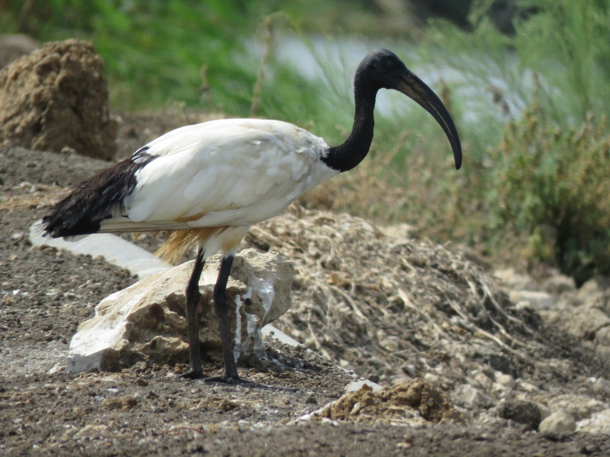 ibis posvátný - ML607110841