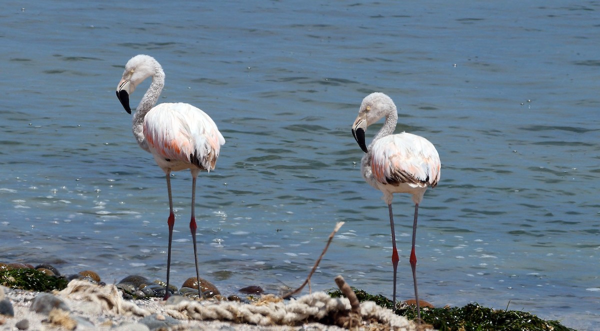 Chilean Flamingo - Josep del Hoyo