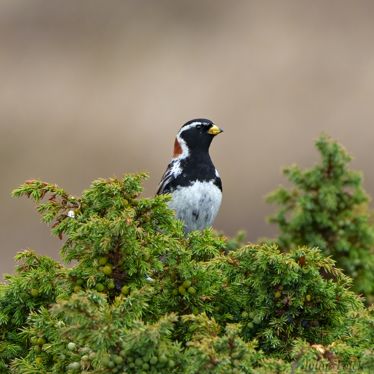 Lapland Longspur - ML607111481