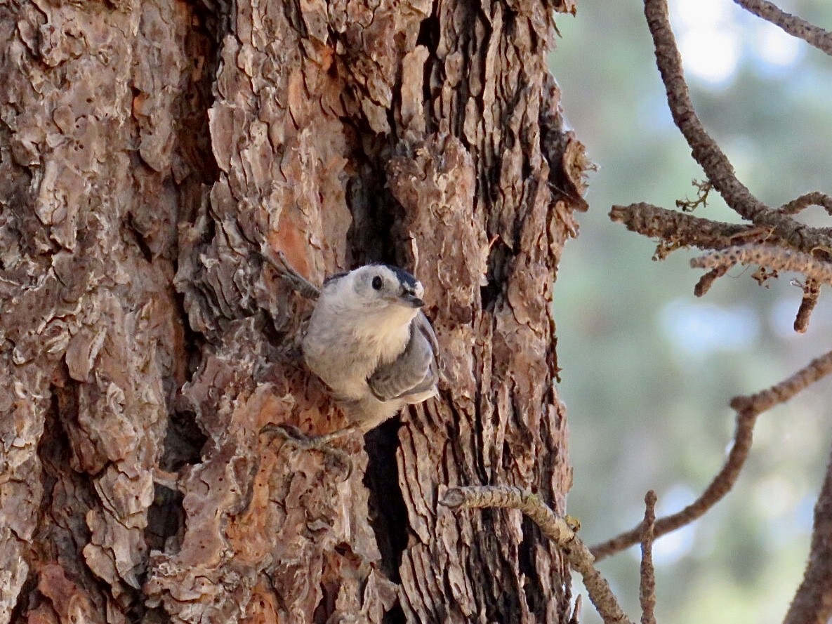 White-breasted Nuthatch - Breyden Beeke