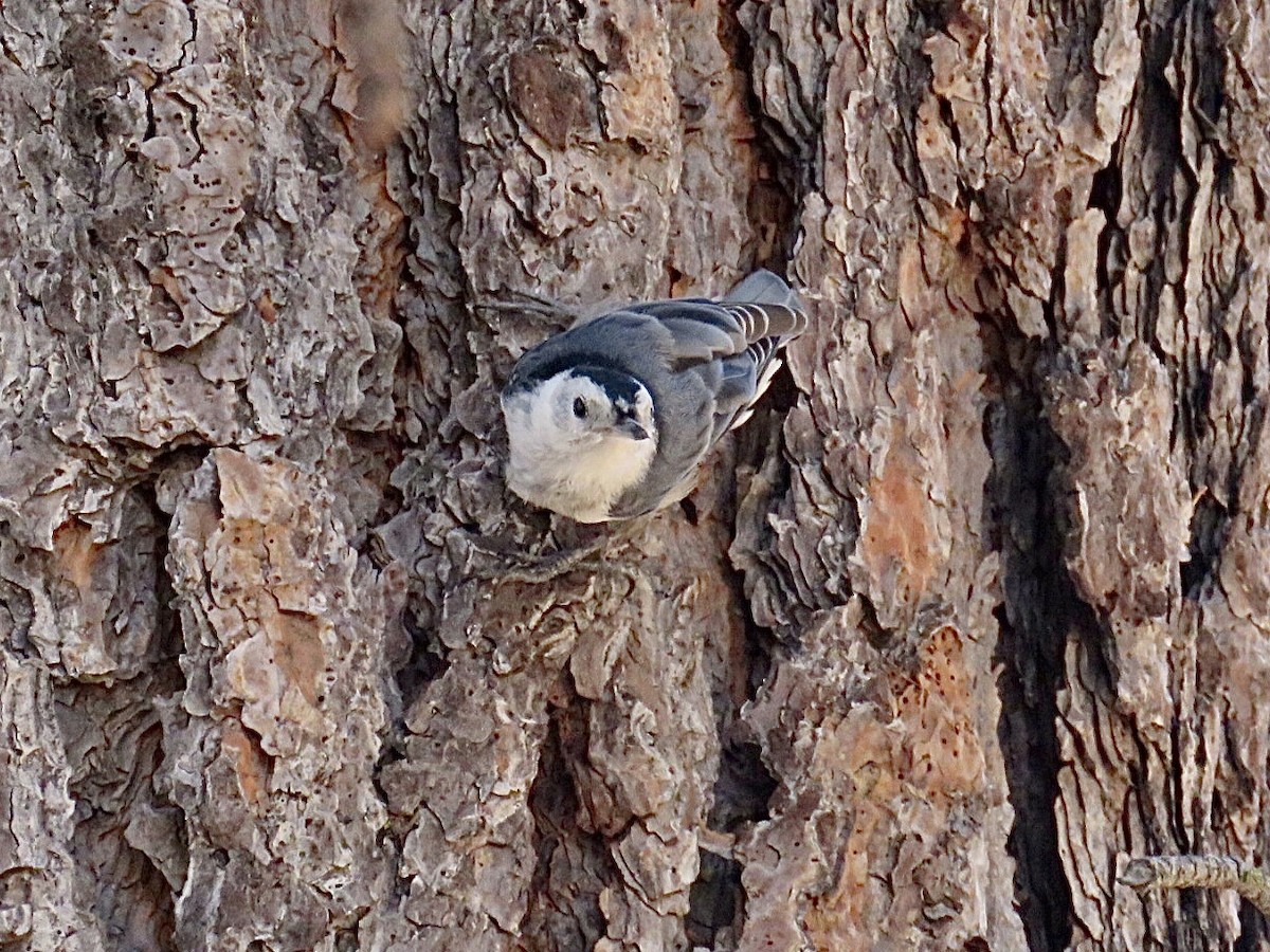 Sittelle à poitrine blanche - ML607111981