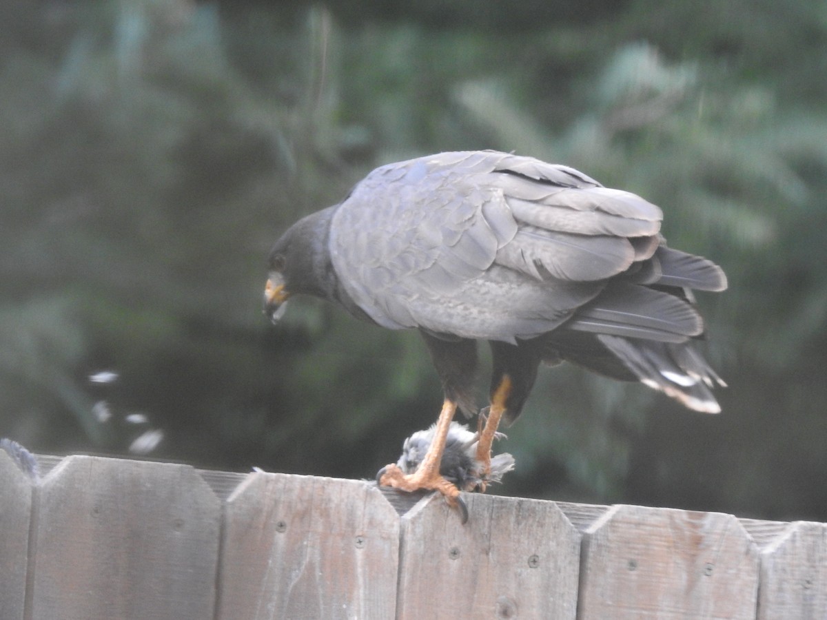 Common Black Hawk - ML607112501