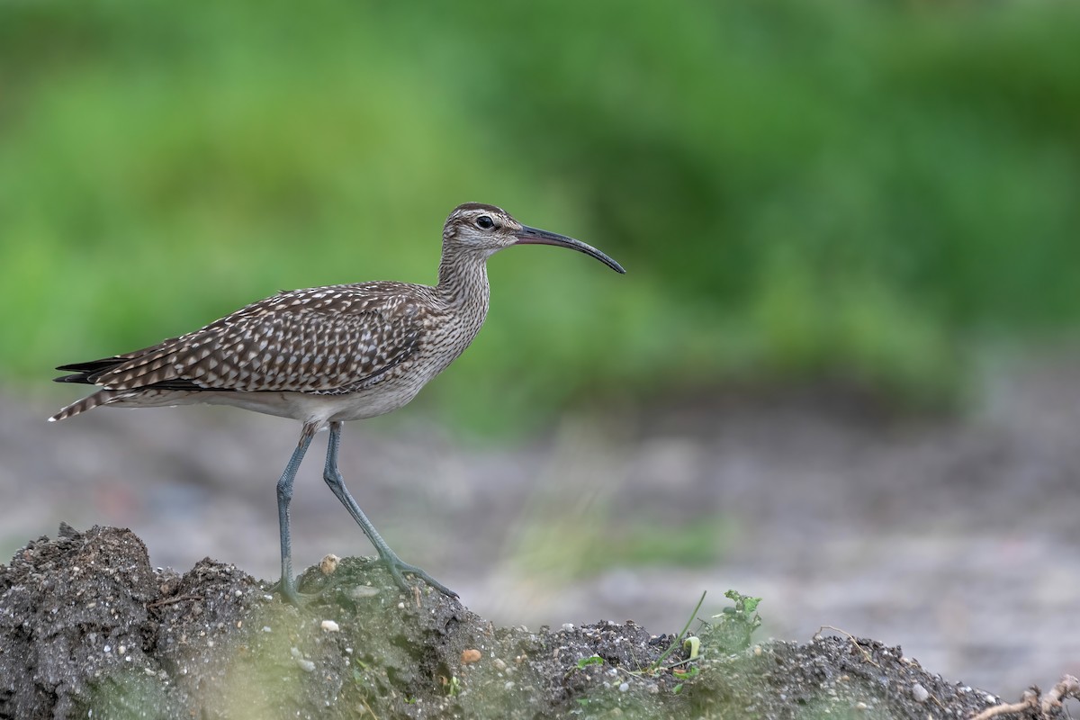 Whimbrel - ML607113361