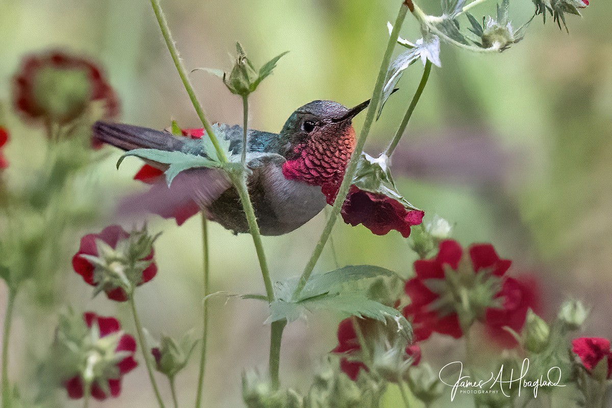 Broad-tailed Hummingbird - ML607114481