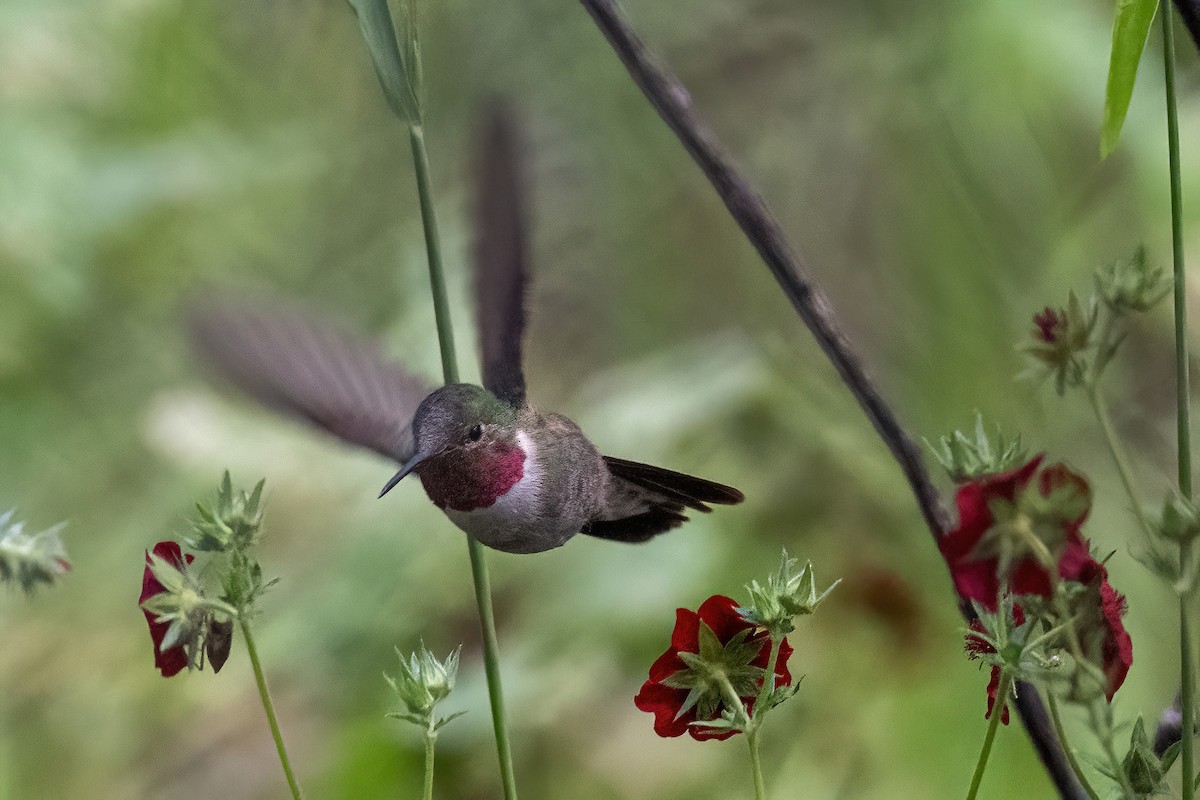 Broad-tailed Hummingbird - ML607114531