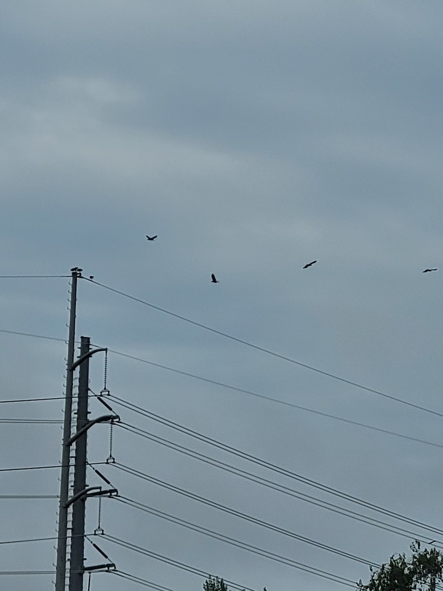 American Crow - ML607116061