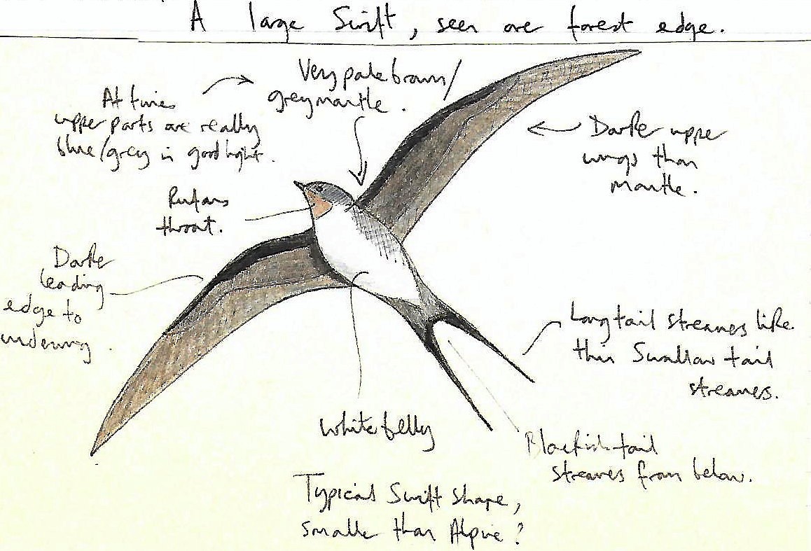 Crested Treeswift - Andrew Collins