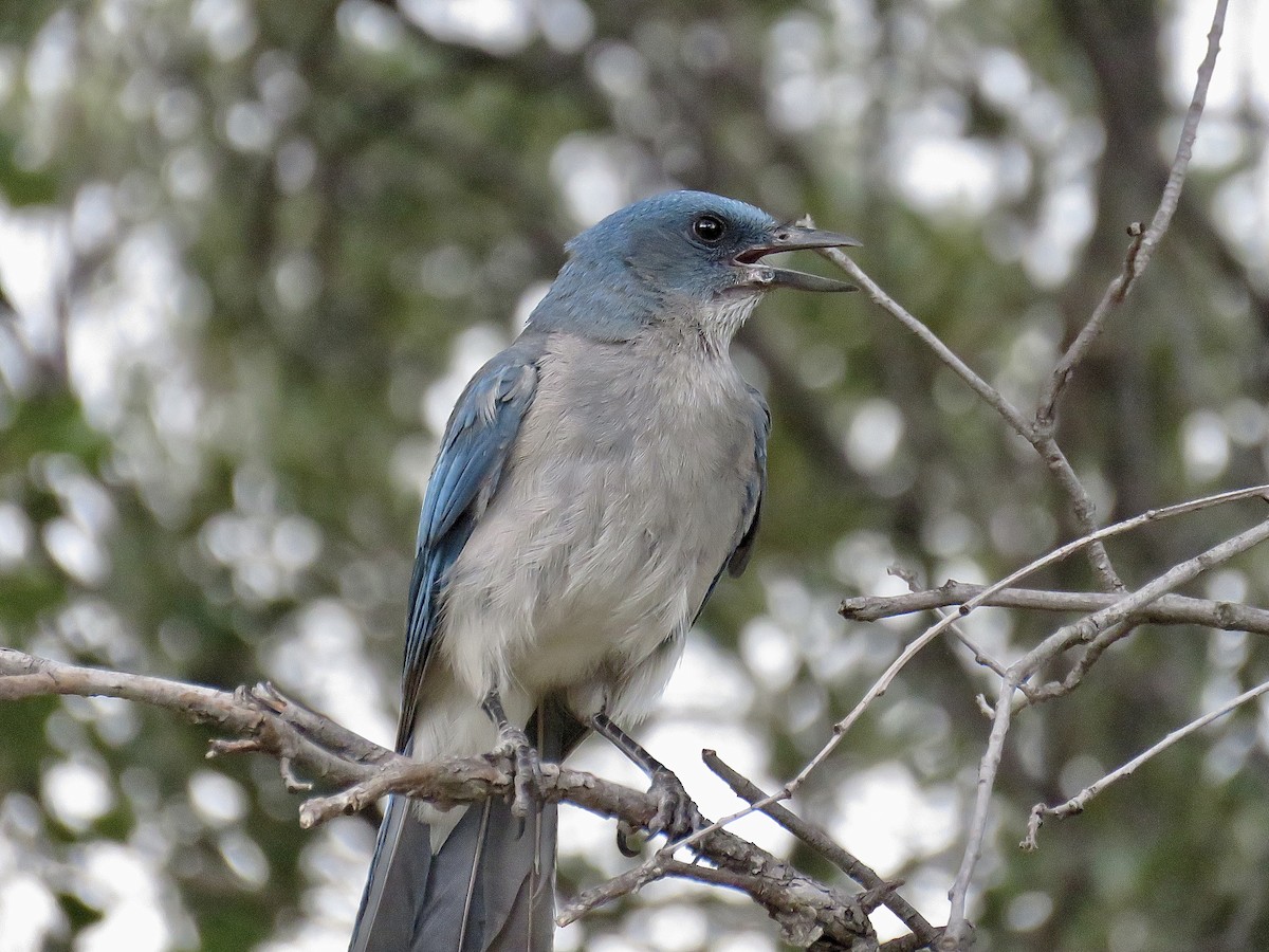 Mexican Jay - ML607116351