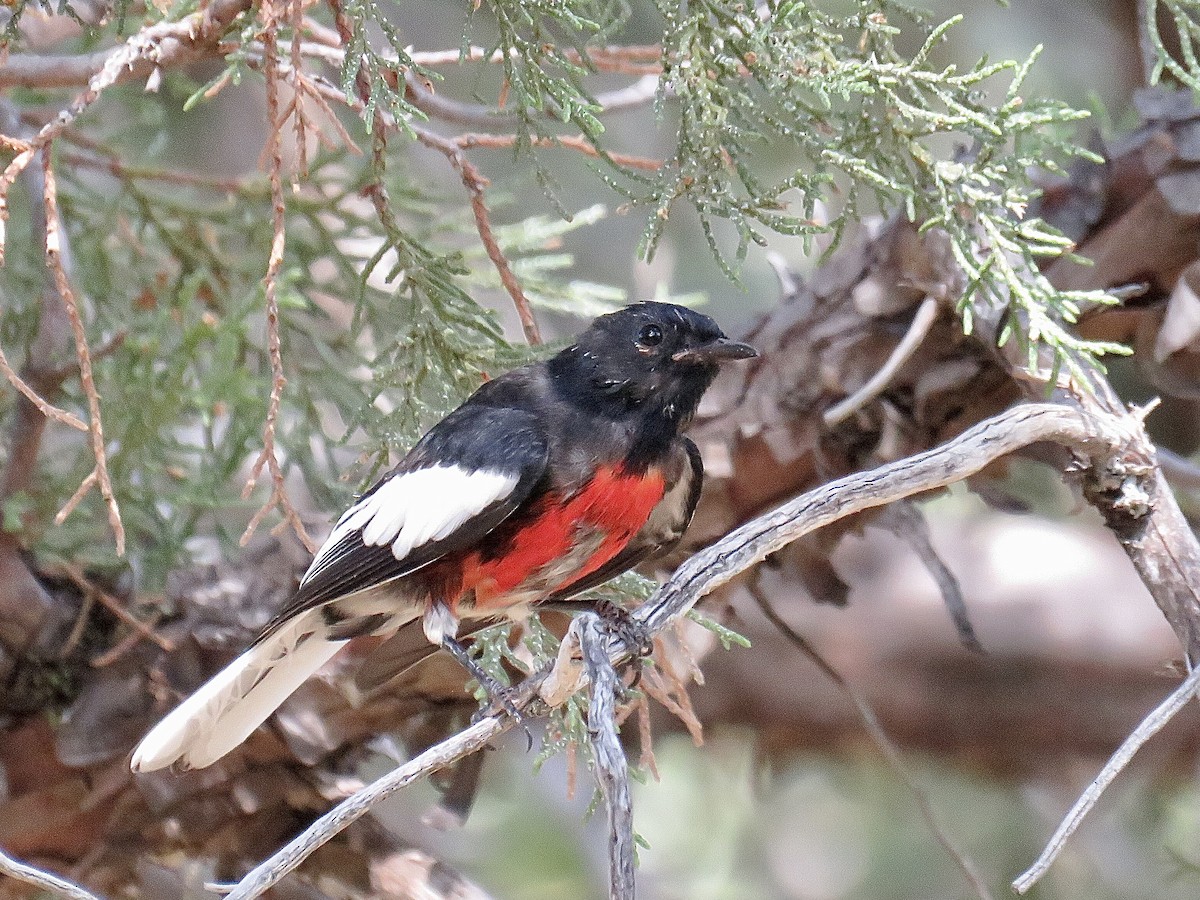 Painted Redstart - ML607116401