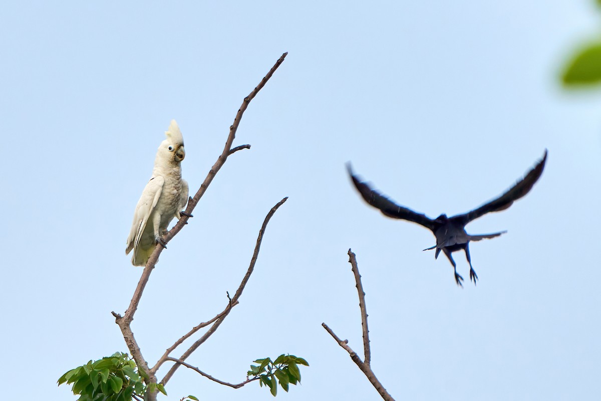 Goffin Kakadusu - ML607118691
