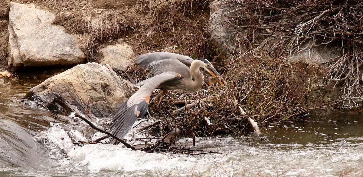 Great Blue Heron - ML60711891