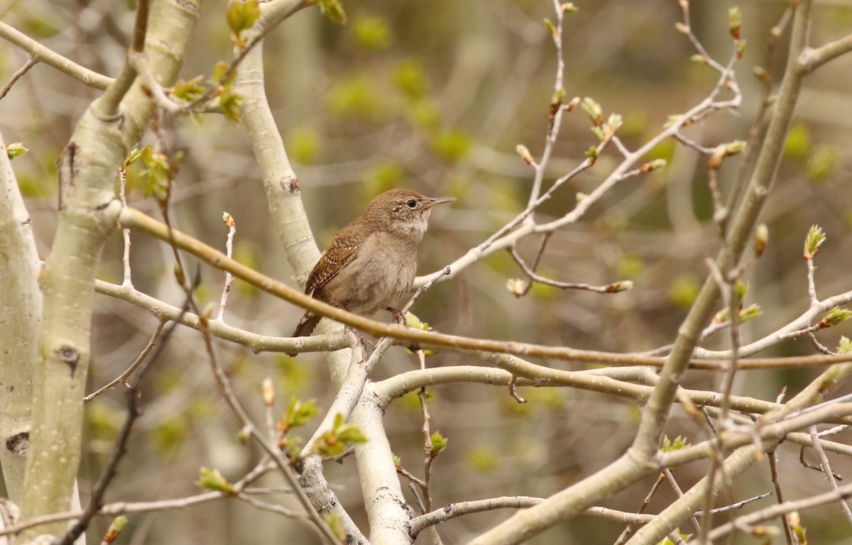 House Wren - ML60711941