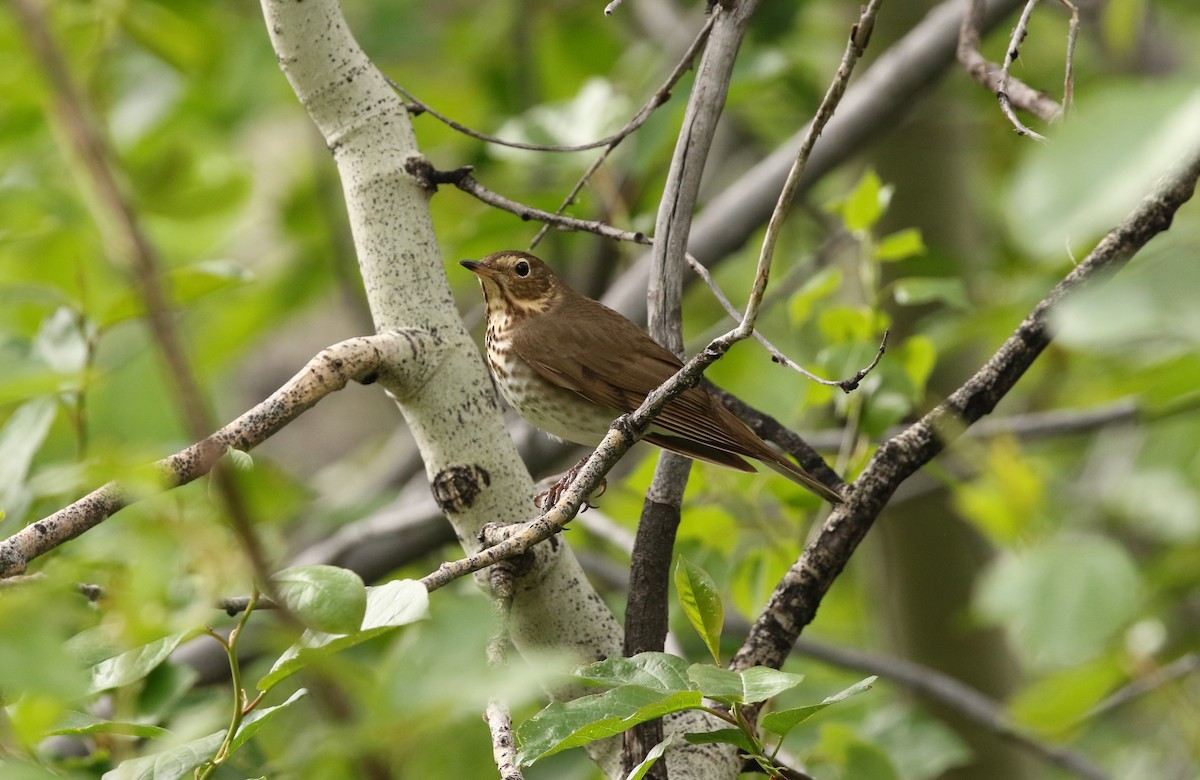 Swainson's Thrush (Russet-backed) - Adam Dudley