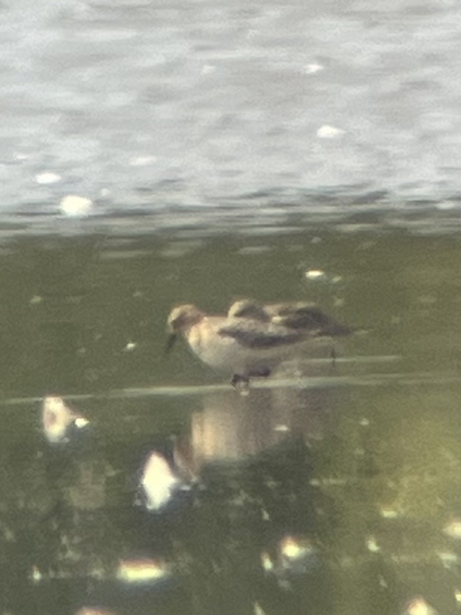 Baird's Sandpiper - ML607121461