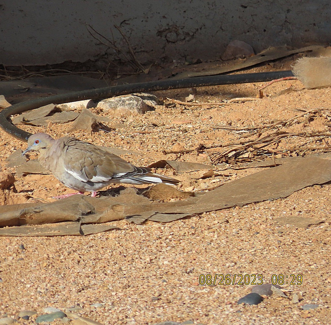 White-winged Dove - ML607122451