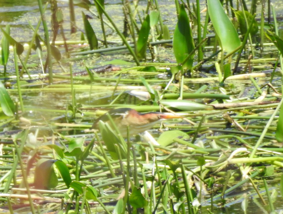 Least Bittern - ML60712261