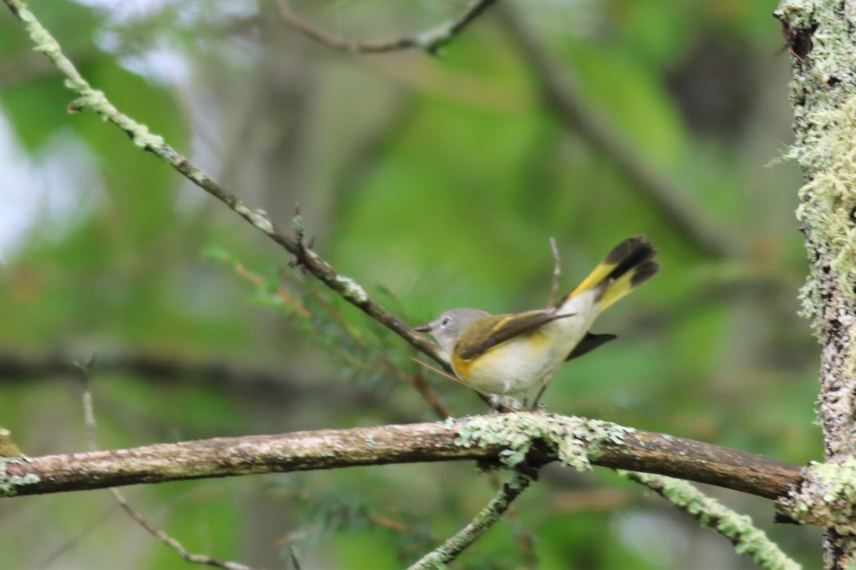 American Redstart - ML607122701