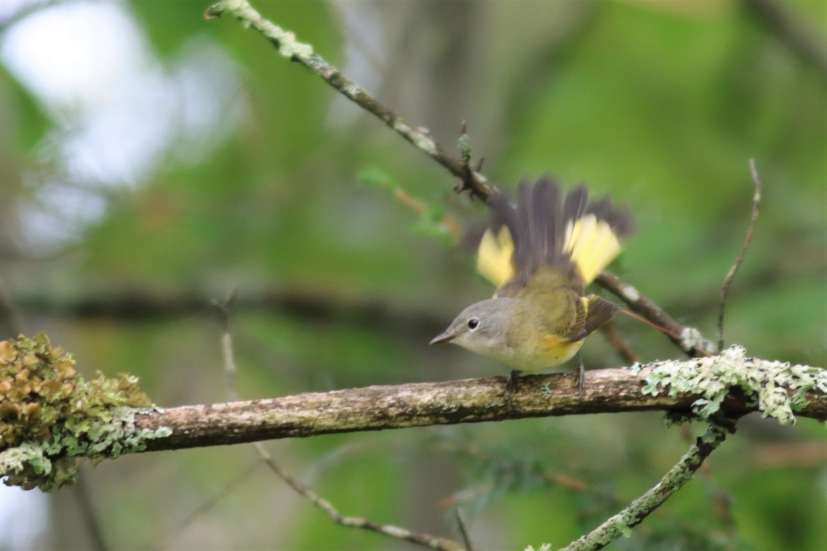 American Redstart - ML607122721