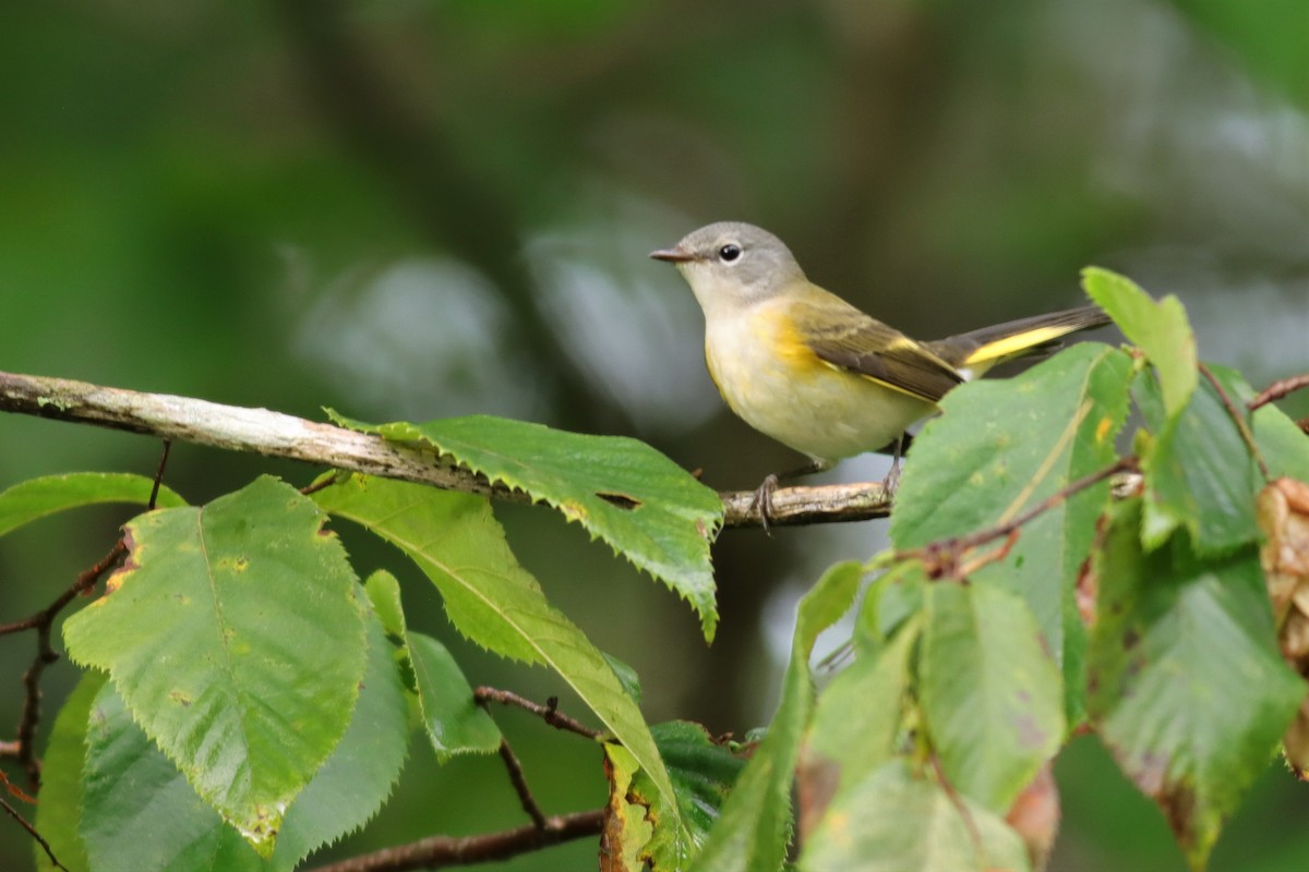 American Redstart - ML607122731