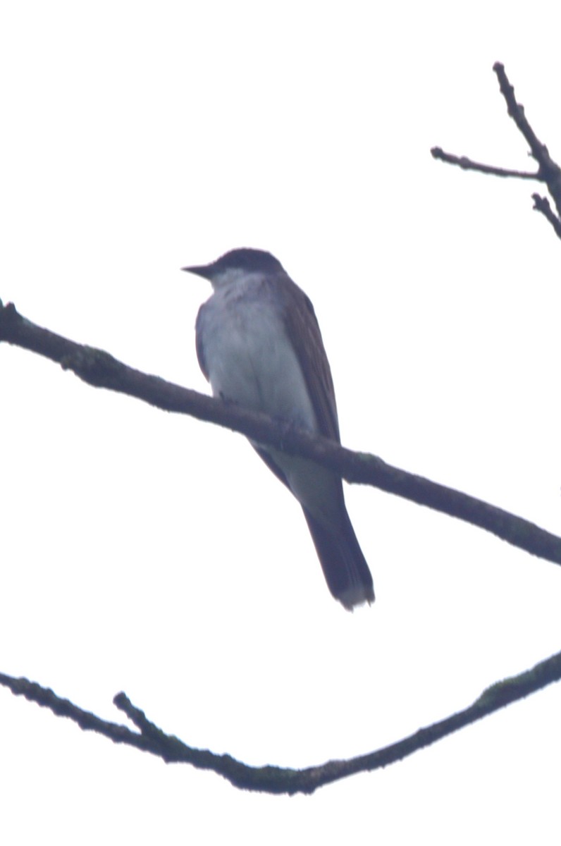 Eastern Kingbird - ML607122921