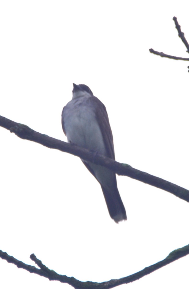 Eastern Kingbird - ML607122931