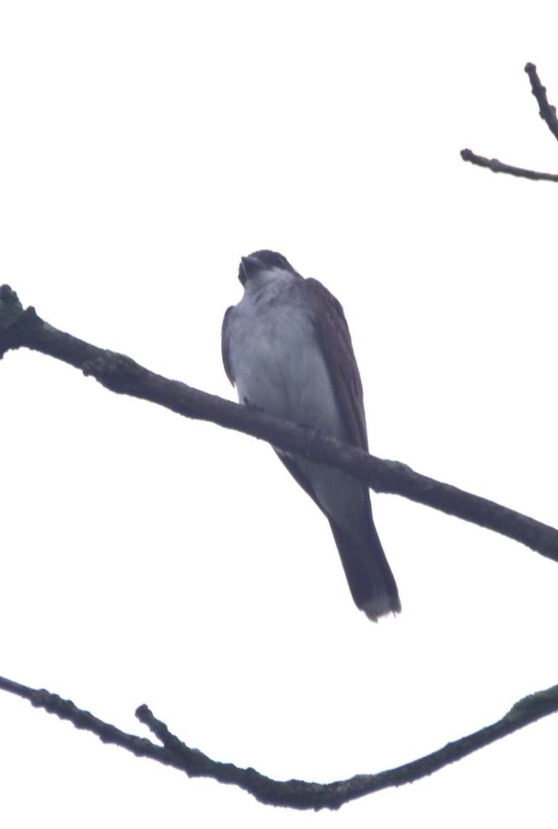 Eastern Kingbird - Old Sam Peabody