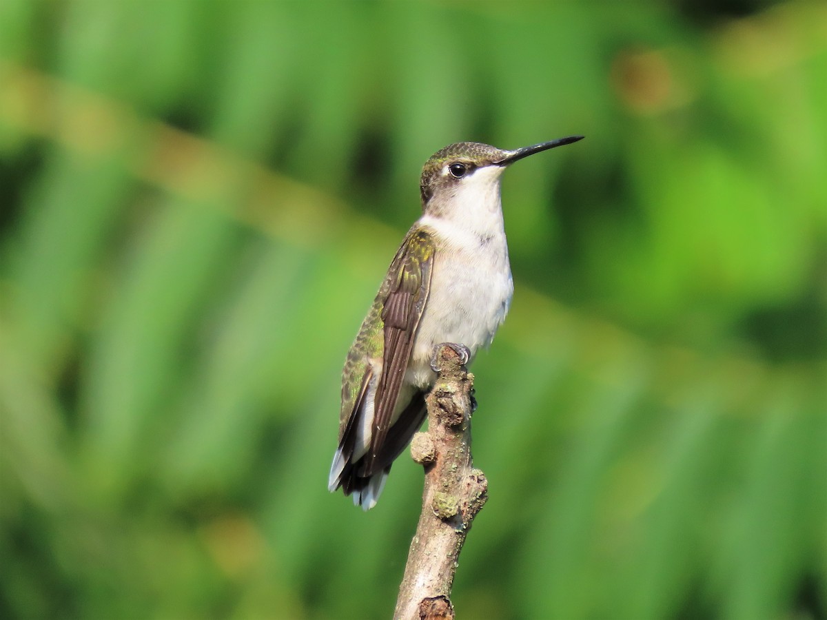 Ruby-throated Hummingbird - Stollery & Flood