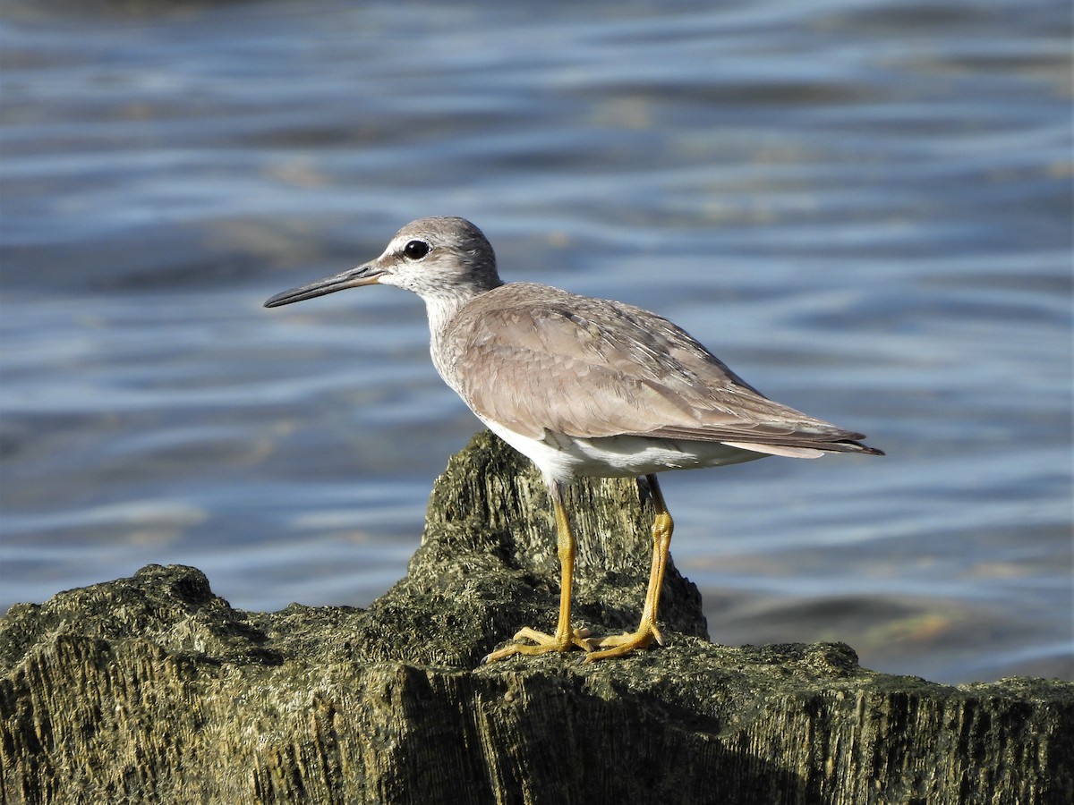 Gray-tailed Tattler - ML607123961