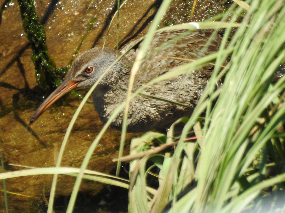 Clapper Rail - Sandi Jacques