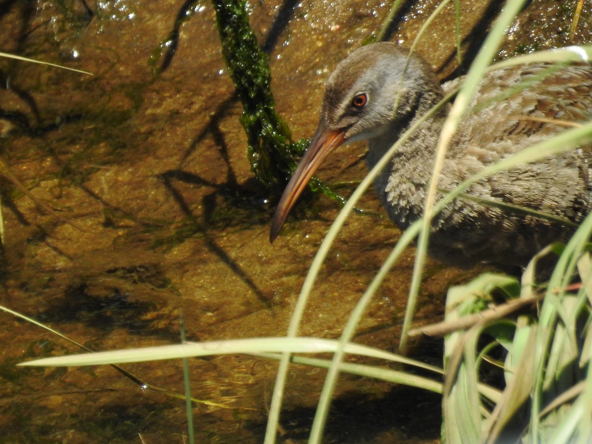 Clapper Rail - ML60712411