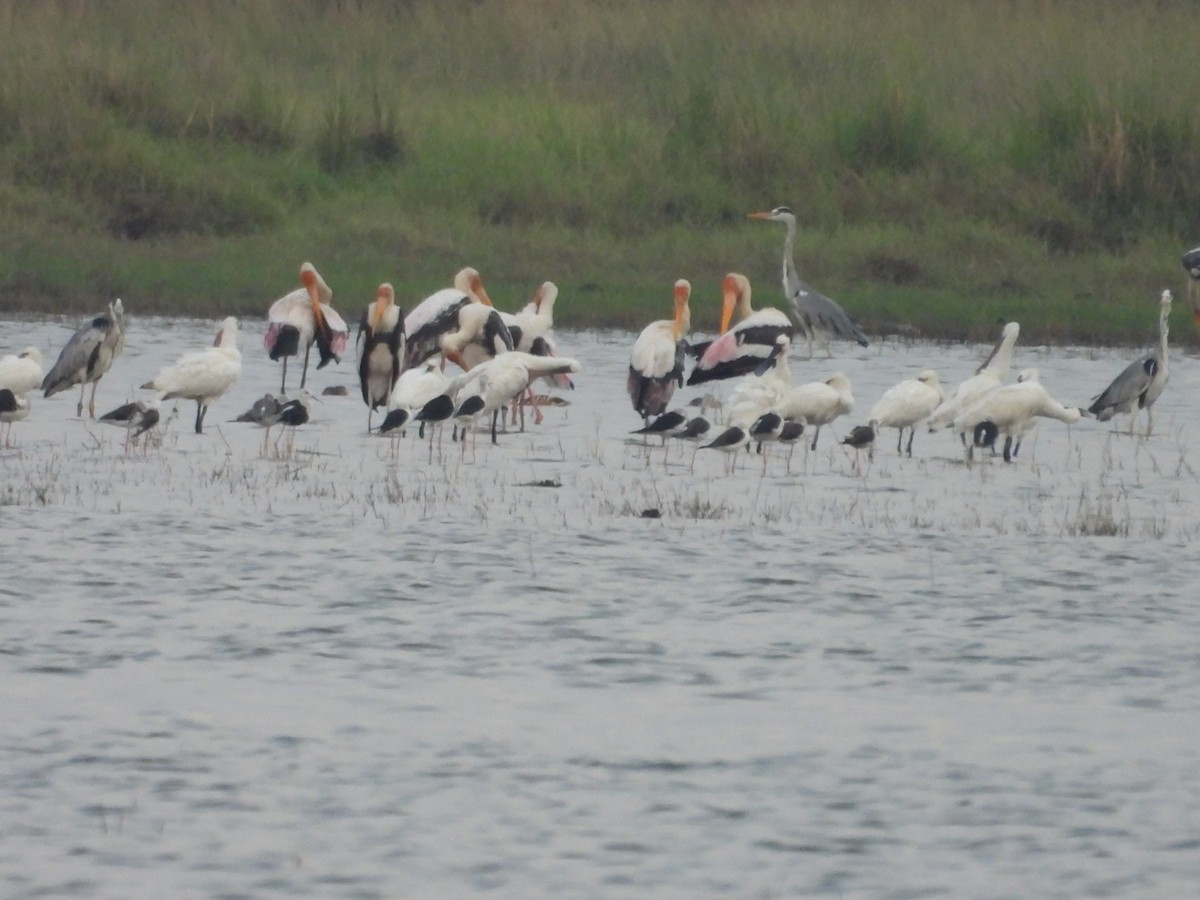 Painted Stork - ML607125251